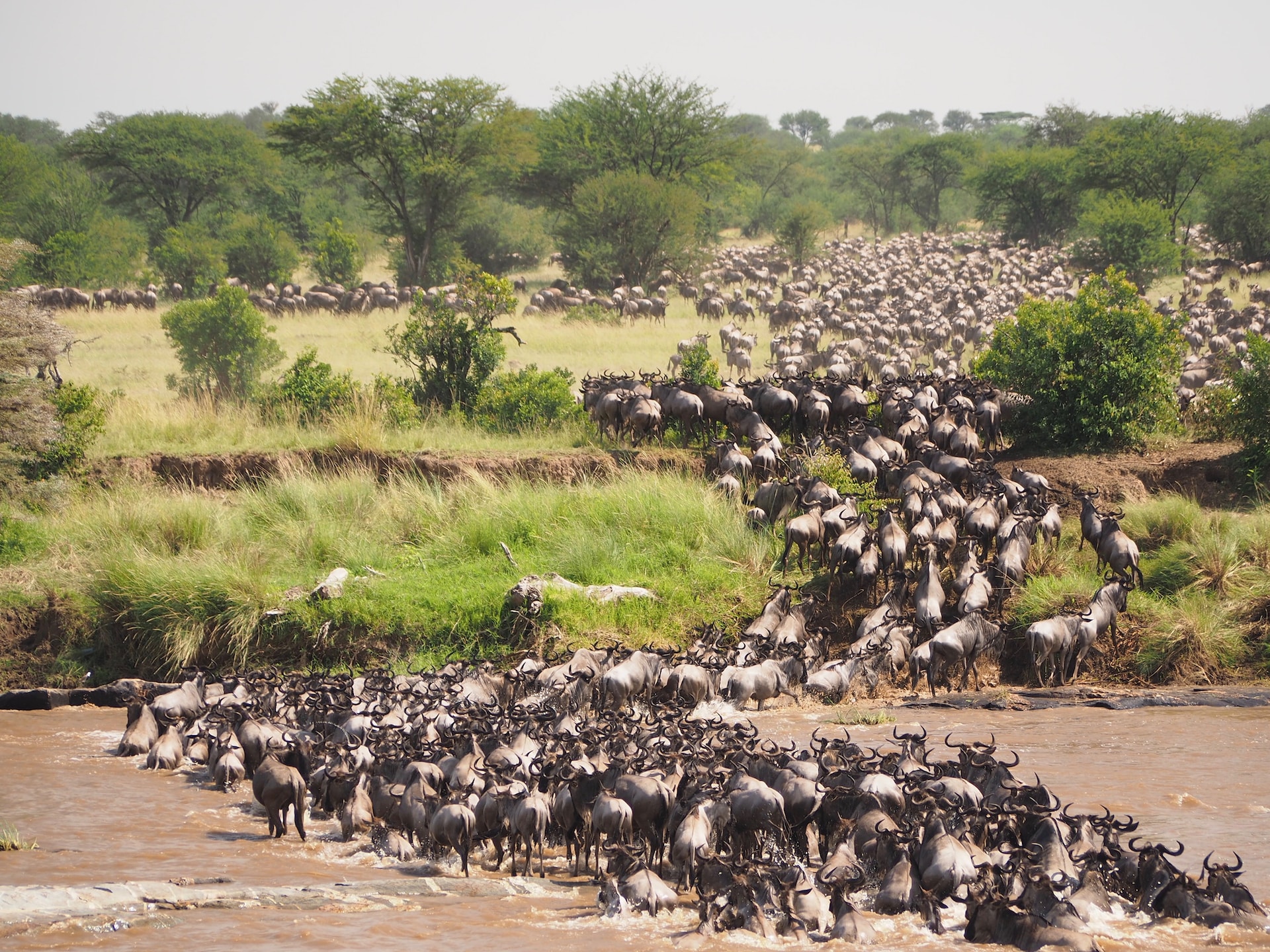 Maasai Mara Great Migration Safari Package - 3 Days Wildebeest River Crossing Tour