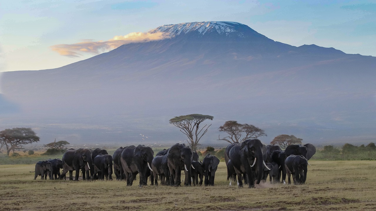 Price of Safari in Kenya 