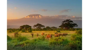 Cheapest Safari in Kenya 2024
