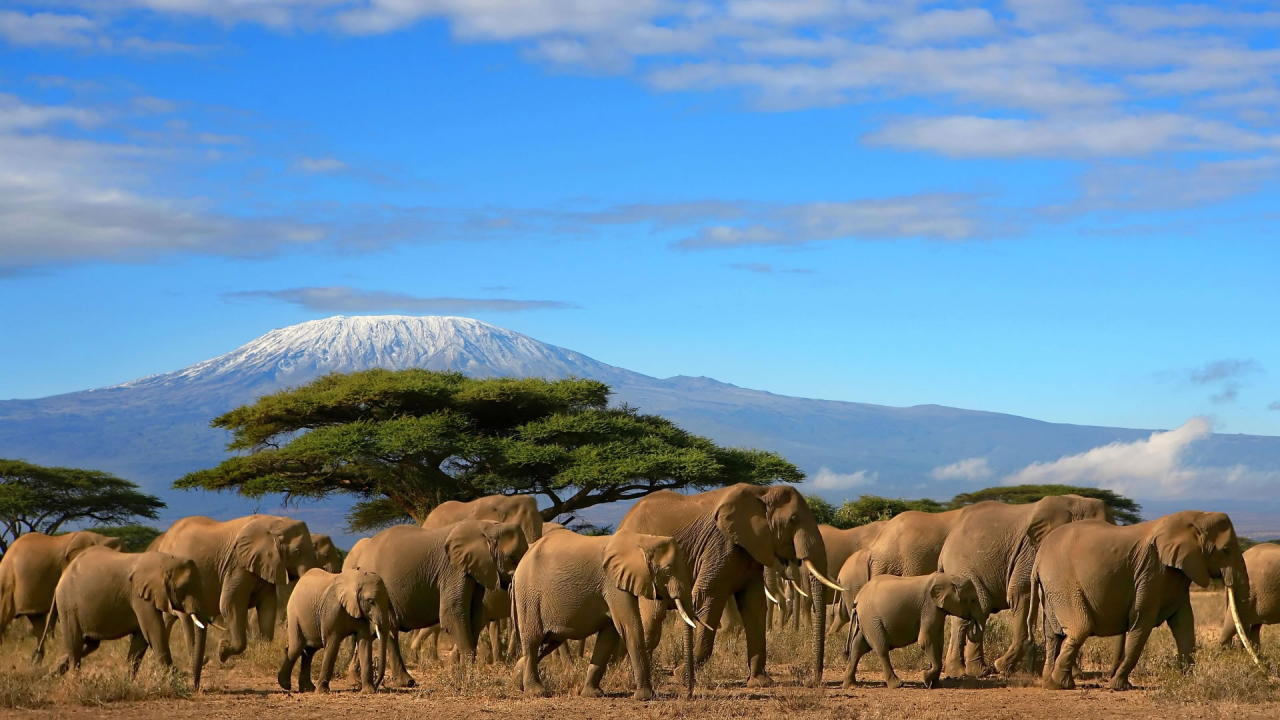 How to Book a Safari in Kenya