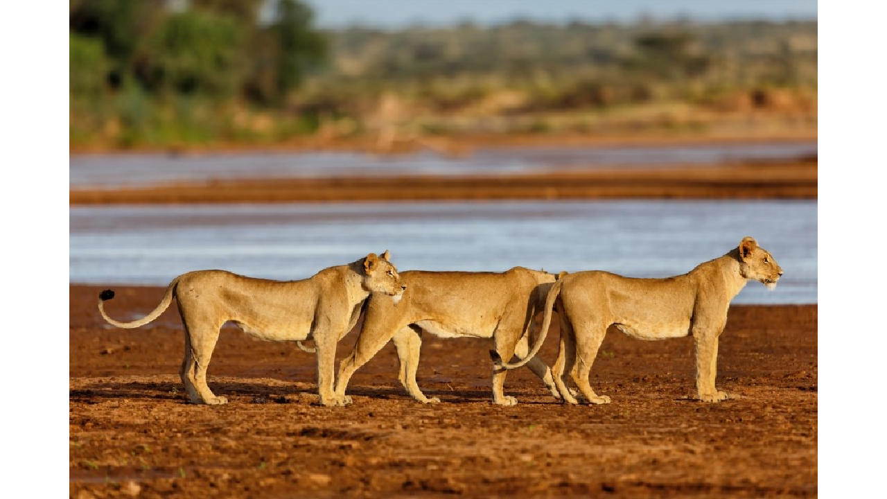 How to Book a Safari in Kenya