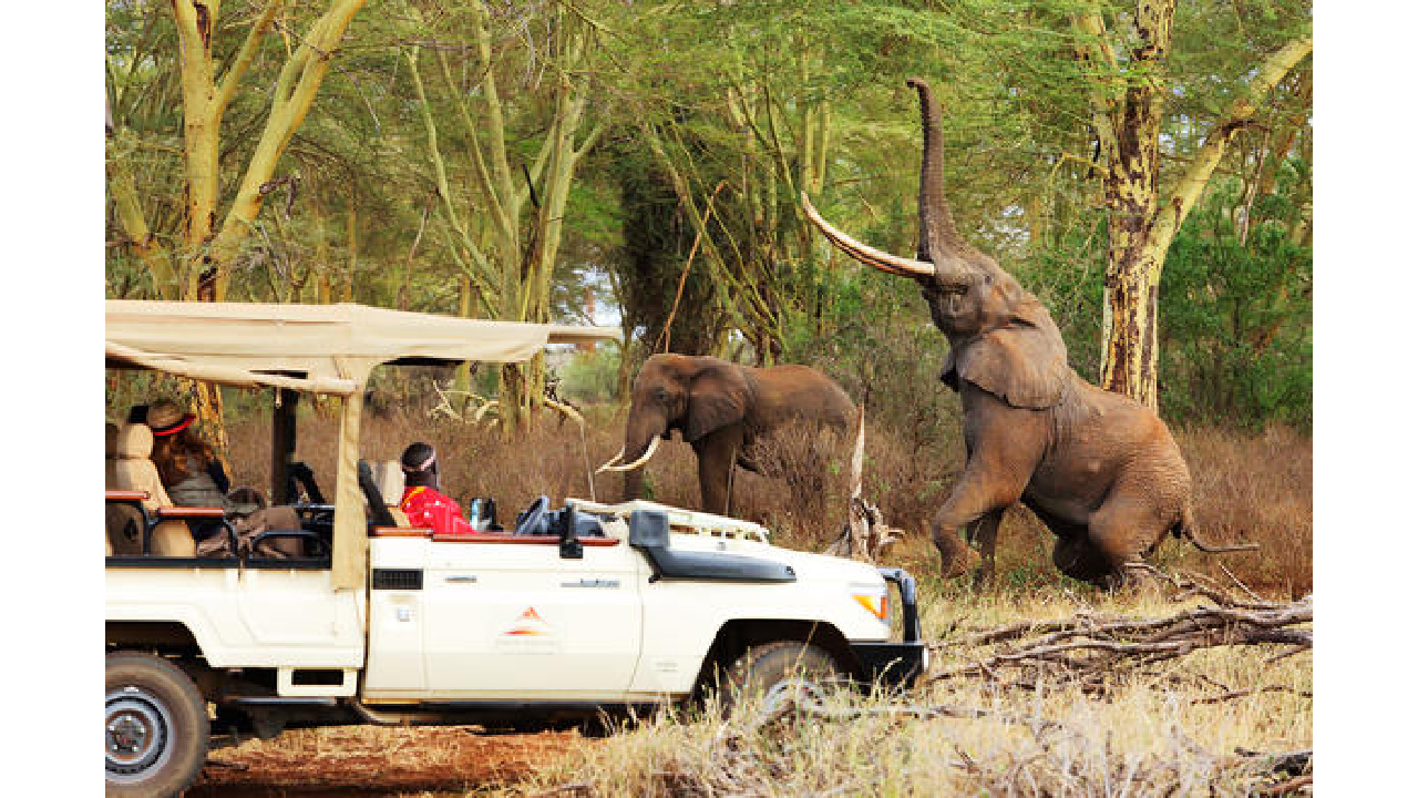 How to Book a Safari in Kenya