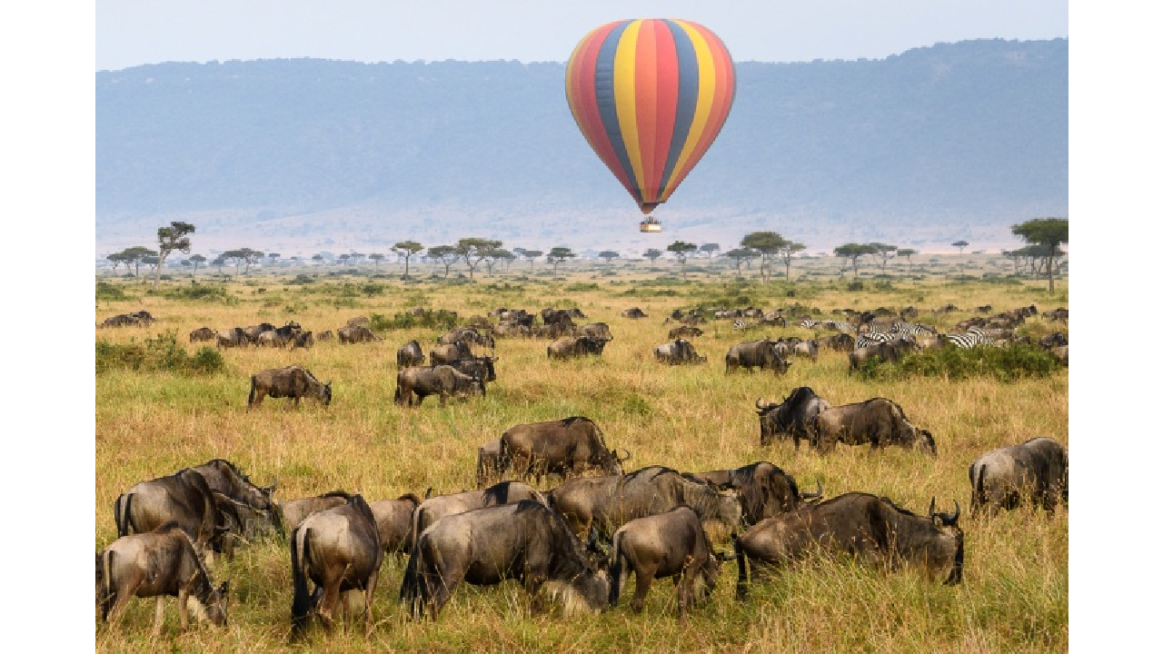 Travel Agent for Safari in Kenya